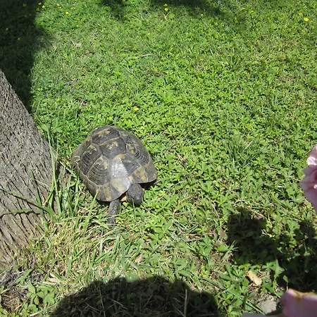 Xanthos Boutique Patara מלון 3*