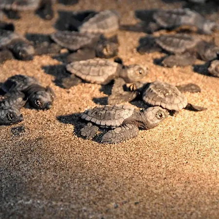 Xanthos Boutique Patara מלון 3*