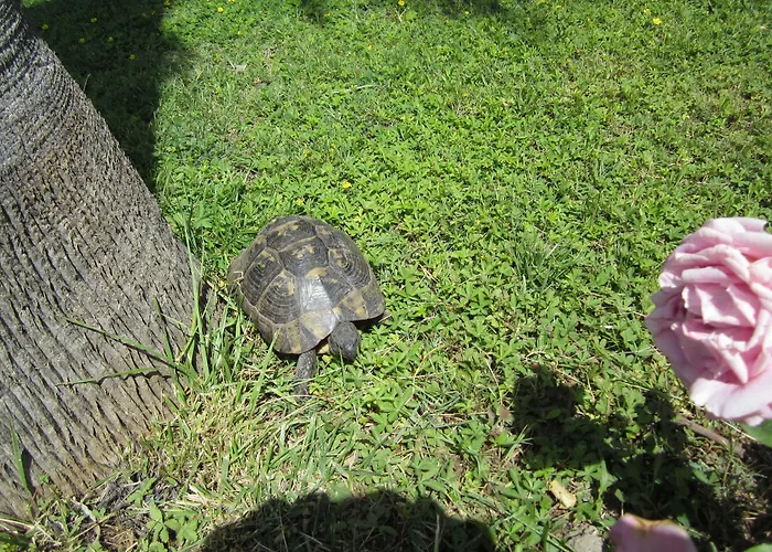 Xanthos Boutique Patara 호텔 3*