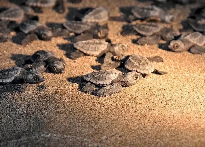 Xanthos Boutique Patara 호텔 3*